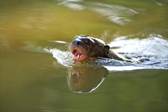 Giant Brasilian Otter (Pteronura brasiliensis), Pantanal, Brazil, South America