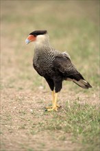 Common caracara, southern crested caracara (Polyborus plancus), Hooded caracara, Brazil, South