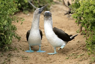 Blue-footed Boobies (Sula nebouxii), pair, Galapagos Islands, Ecuador, South America