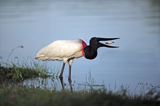 Jabiru (Jabiru mycteria) with prey, Pantanal, Brazil (Ephippiorhynchus mycteria)