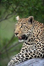 African Leopard (Panthera pardus), Sabi Sabi Private Game Reserve, South Africa, Africa