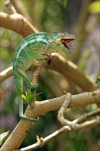 Giant chameleon, female, Madagascar malagasy giant chameleon (Furcifer oustaleti), Madagascar,