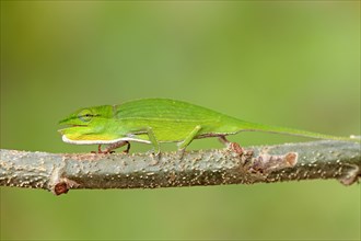 Perinet chameleon (Calumma gastrotaenia), female, perinet chameleon, page, Madagascar, Africa