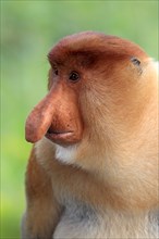 Coati, male, Labuk Bay, Sabah, proboscis monkey (Nasalis larvatus), Malaysia, Asia