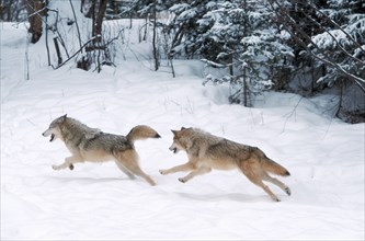 Wolves (Canis lupus)