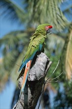 Buffon's Macaw (Ara ambigua), Honduras, side, Central America