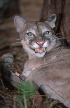 Florida panther (Felis concolor coryi)