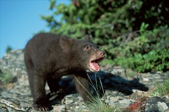 American black bear (Ursus americanus)