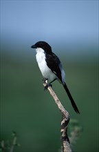 Long-tailed fiscal (Lanius cabanisi), Kruger National Park, South Africa, cabanis shrike, animals,