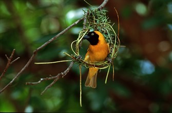 Lesser Masked Weaver (Ploceus intermedius), male building nest, Kruger national park, South_Africa