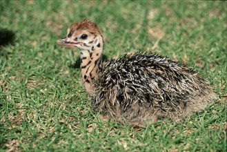 South African Ostrich (Struthio camelus australis), chick, Kruger national park, South_Africa,