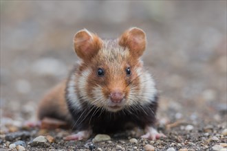 European hamster (Cricetus cricetus), animal portrait, Neusiedeler See National Park, Burgenland,