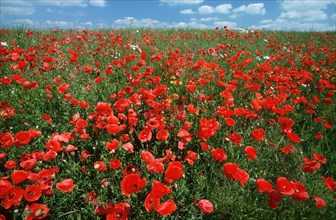 Poppy flowers (Papaver rhoeas), Lower Saxony, Germany, Europe