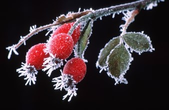 Dog rose (Rosa canina) with hoarfrost, Hesse, Germany, Europe