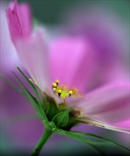 Cosmos or Mexican Aster (Cosmos bipinnatus)