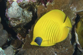 Bluecheek butterflyfish (Chaetodon semilarvatus), Panorama Reef dive site, Hurghada, Egypt, Red