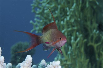 Sea goldie (Pseudanthias squamipinnis), male, dive site House Reef, Mangrove Bay, El Quesir, Red