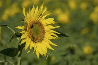 Sunflower (Helianthus annuus), sunflower field, Münsterland, North Rhine-Westphalia, Germany,