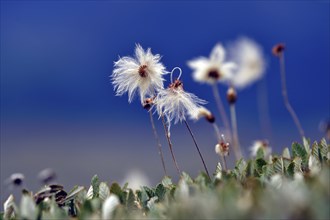 Cotton grass (Eriophorum angustifolium) stands in the subarctic tundra, Alaska, USA, North America