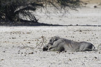 Common warthog (Phacochoerus africanus), resting adult lying on the dry ground, Mahango Core Area,