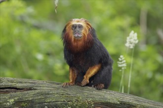 Golden-headed (Callitrichidae) lion monkey, adult, Golden-headed lion monkey, golden-headed lion