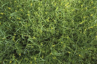 Common cow-wheat (Melampyrum pratense), meadow, flower meadow, Jossa, Sinntal, Hesse, Germany,