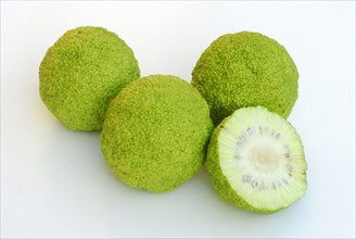 Hedge apple (Maclura pomifera) fruit