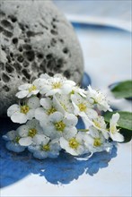 Meadowsweet (Spiraea) flowers and stone in water