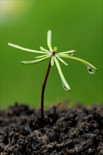 Spruce seedling, spruce, seedling, reforestation