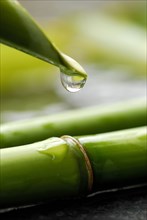 Bamboo cane with water drops