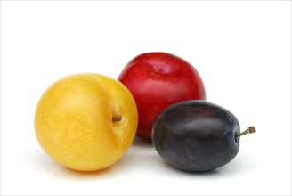 Yellow, red and blue Plums ( Prunus domestica) , Plum, plum, plum