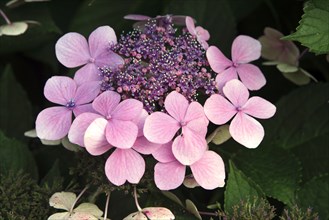 Hortensia (Hydrangea macrophylla)