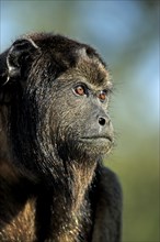 Black howler (Alouatta caraya), young male, Pantanal, Brazil, South America