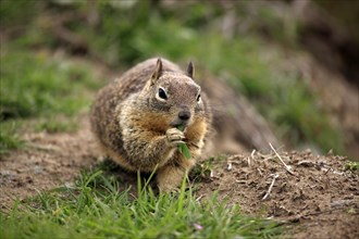 California california ground squirrel (Spermophilus california ground squirrel (Citellus beecheyi),