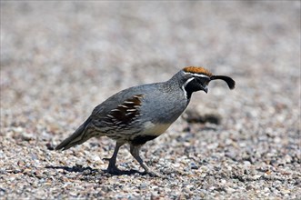 Lophortyx gambellii, Callipepla gambelii, Crested quail, Crested quail, gambel's quails (Callipepla