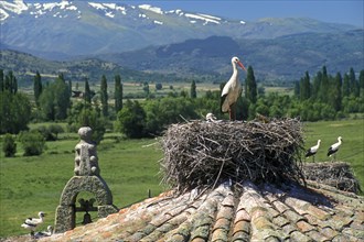 White storks (Ciconia ciconia) with chicks nesting on the roof of an old church in a village,