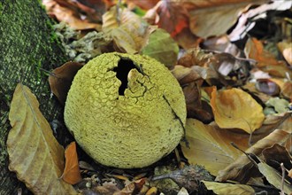 Common earthball (Scleroderma citrinum) fungus in forest