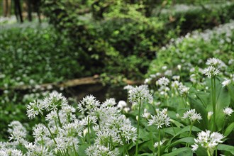 Wild garlic (Allium ursinum), Ramsons flowering along brook in spring woodland