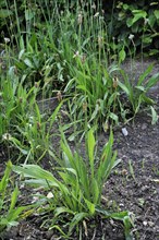 Ribwort plantain (Plantago lanceolata), plantain family, Ribwort plantain, English plantain