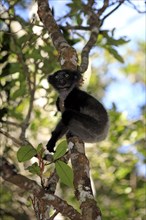 Indri (Indri indri), young, Perinet Game Reserve, Andasibe, Madagascar, Africa