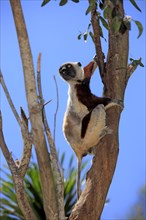 Coquerel's sifaka (Propithecus verreauxi coquereli), Madagascar, Africa