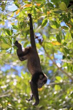 Black Howler (Alouatta caraya) Monkey, Honduras, Central America