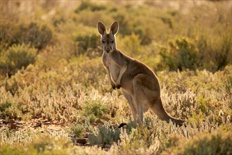 Red Kangaroo (Macropus rufus), Sturt national park, New South Wales, Australia /