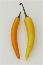 Hot Chili (Capsicum annuum), Pfefferschote, Gemuese, vegetable, Nachtschattengewaechse, Solanaceae,