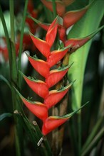 Lobster Claw (Heliconia caribaea)