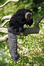 Pale-headed Saki, male (Pithecia pithecia)