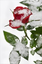 Red roses in the snow in winter