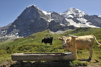 Mount Eiger and the domestic cattle (Bos taurus) with cowbell at the drinking trough in the