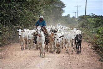 Cowboy on horseback with herd of cattle, Pantanal, Brazil, vaqueiro, pantaneiro horse, South