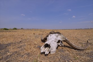 Skull of a Cape buffalo (Syncerus caffer), Nsefu sector, South Luangwa National Park, Zambia,